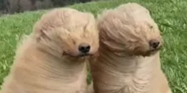 When the Wind Picks Up: What Homeowners Should &hellip;