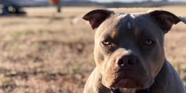 Home Maintenance Tips and Tricks for Pet Owners