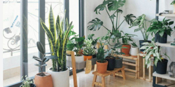 Bringing the Outdoors In: 10 Interior Plant Choices …