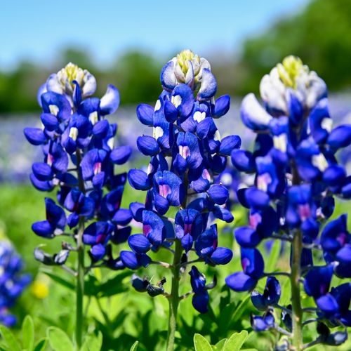 Why I Love Living and Working as a Real Estate Agent in East Texas