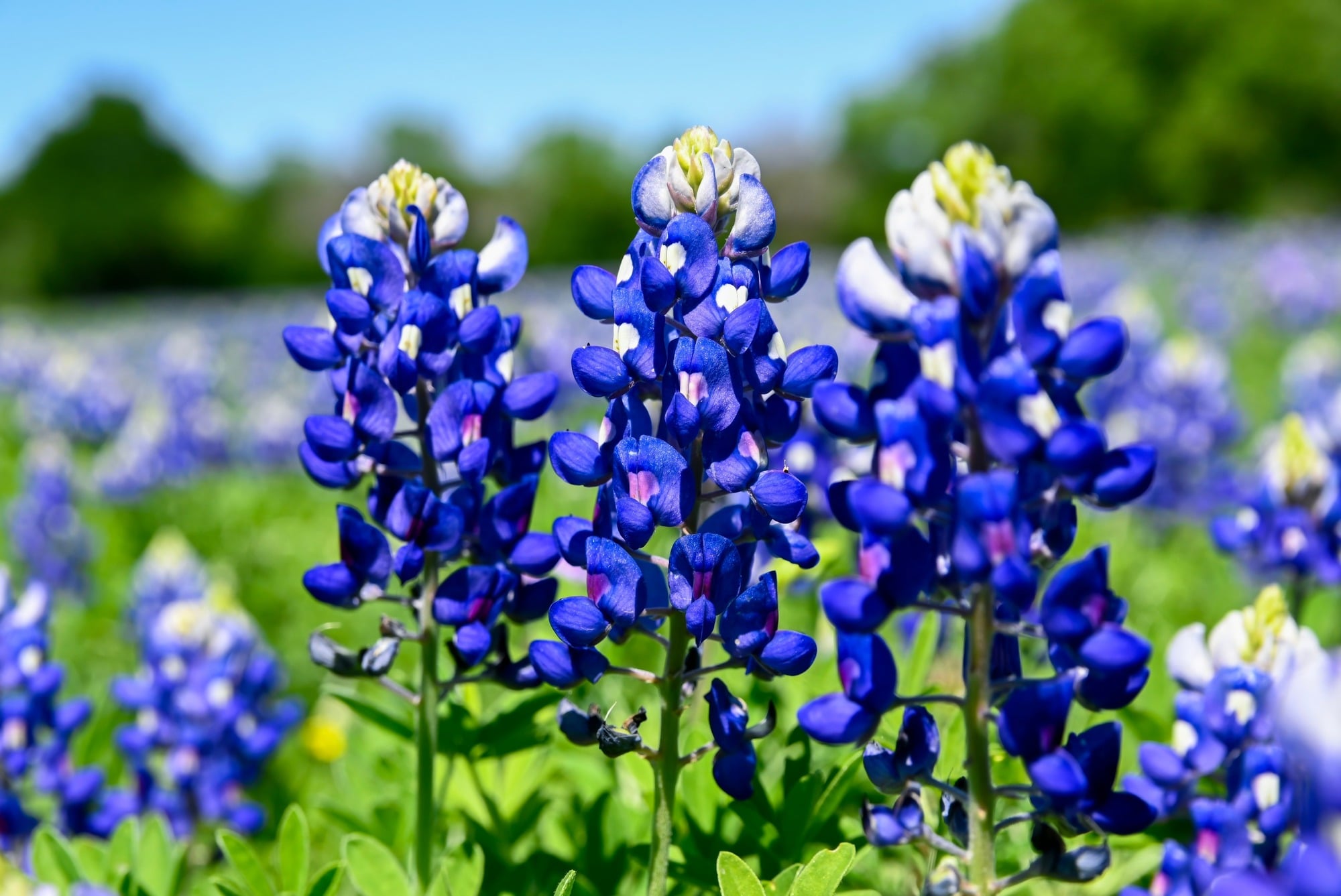 bluebonnet flowers spring