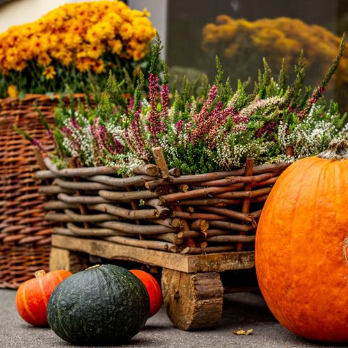 Falling Leaves, Rising Opportunities