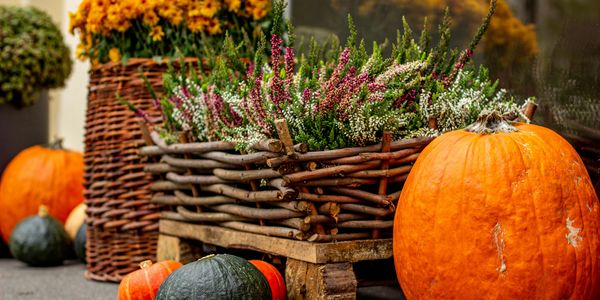 Falling Leaves, Rising Opportunities