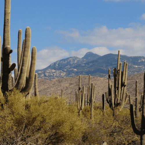 Tucson’s Real Estate Revival