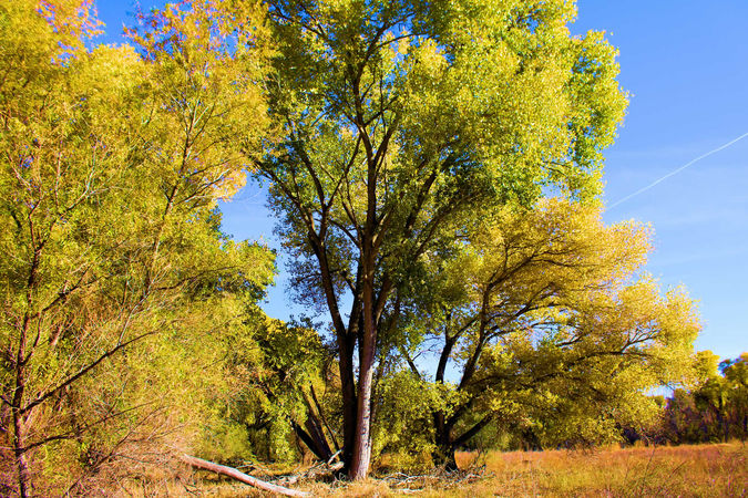 Cottonwood