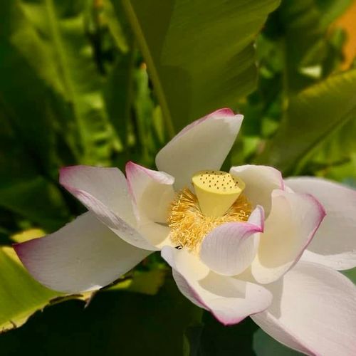 La Casa de Los Lotos: A Culinary Thai Experience in Baca- You Won't Regret it!