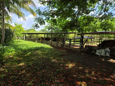 Cows 1