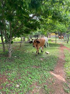 Cows 2