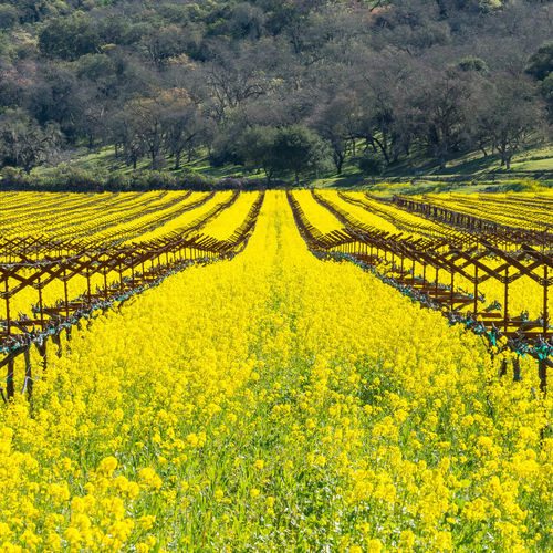 Harvesting Happiness