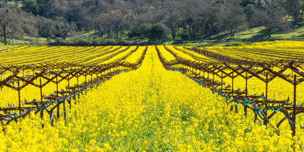 Harvesting Happiness