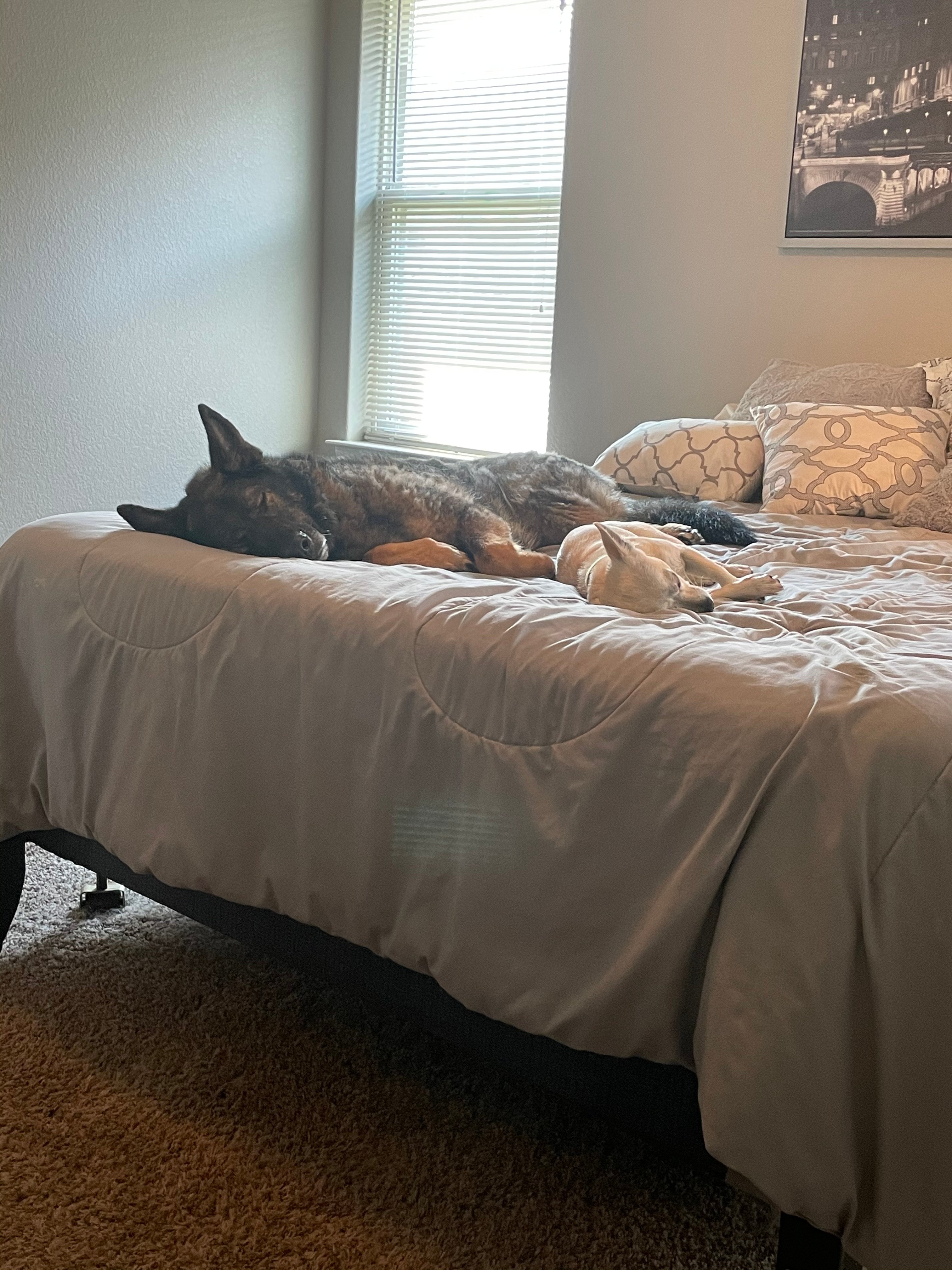 Taylor Dasch's dog enjoying pet-friendly housing in Temple TX near Baylor Scott and White