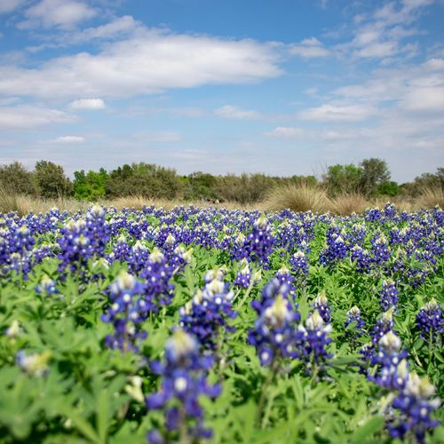 5 Things We’re Most Looking Forward to Now That Spring Is Here in North Austin