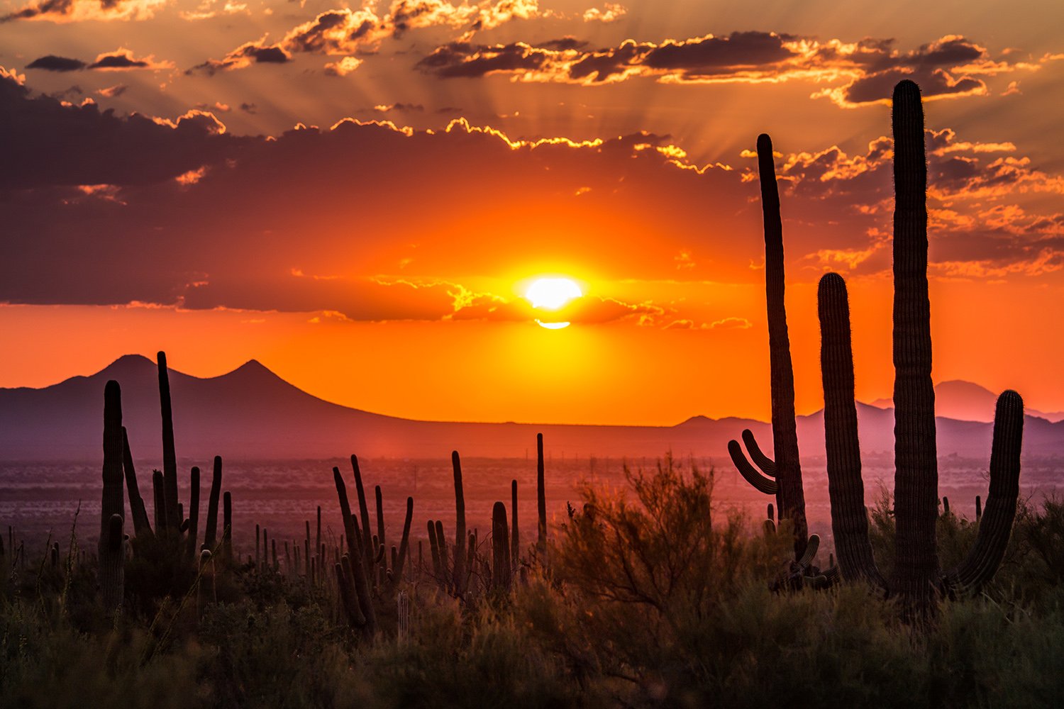 Arizona Sunset Cactus
