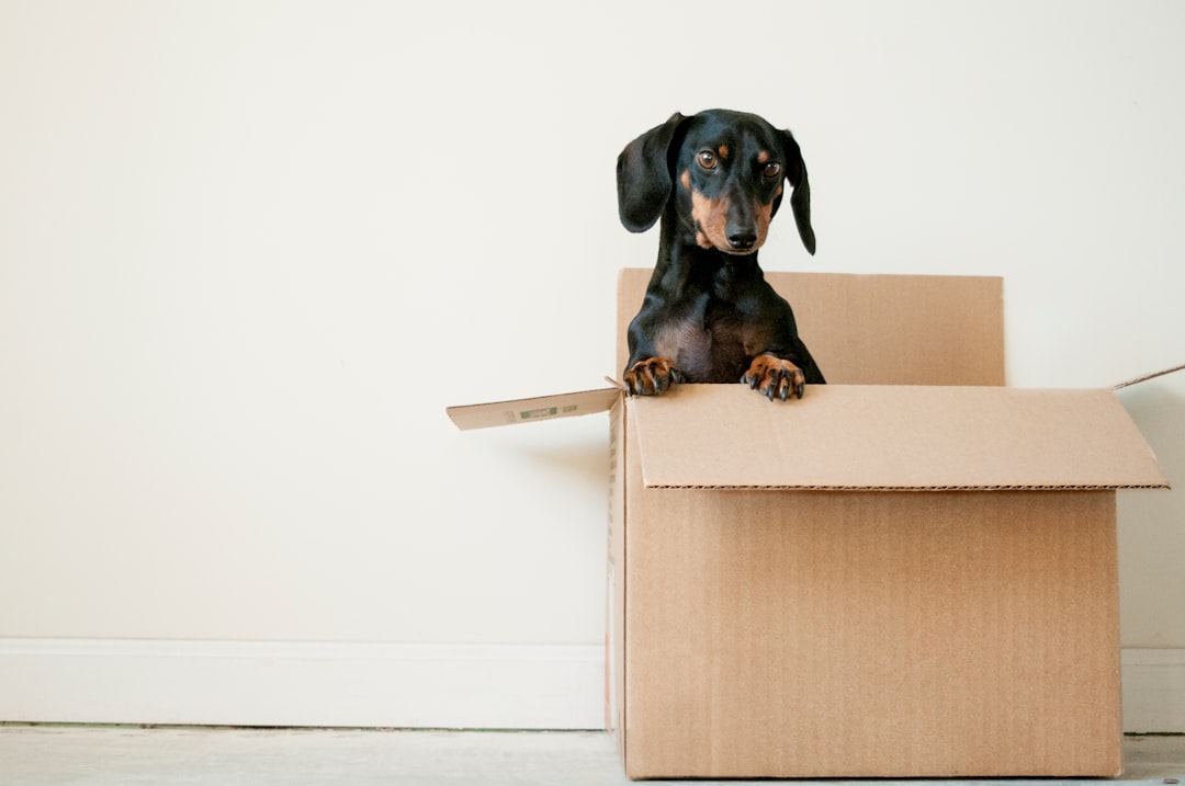 Moving to Sisters Oregon: What to Expect — photo by Erda Estremera on Unsplash