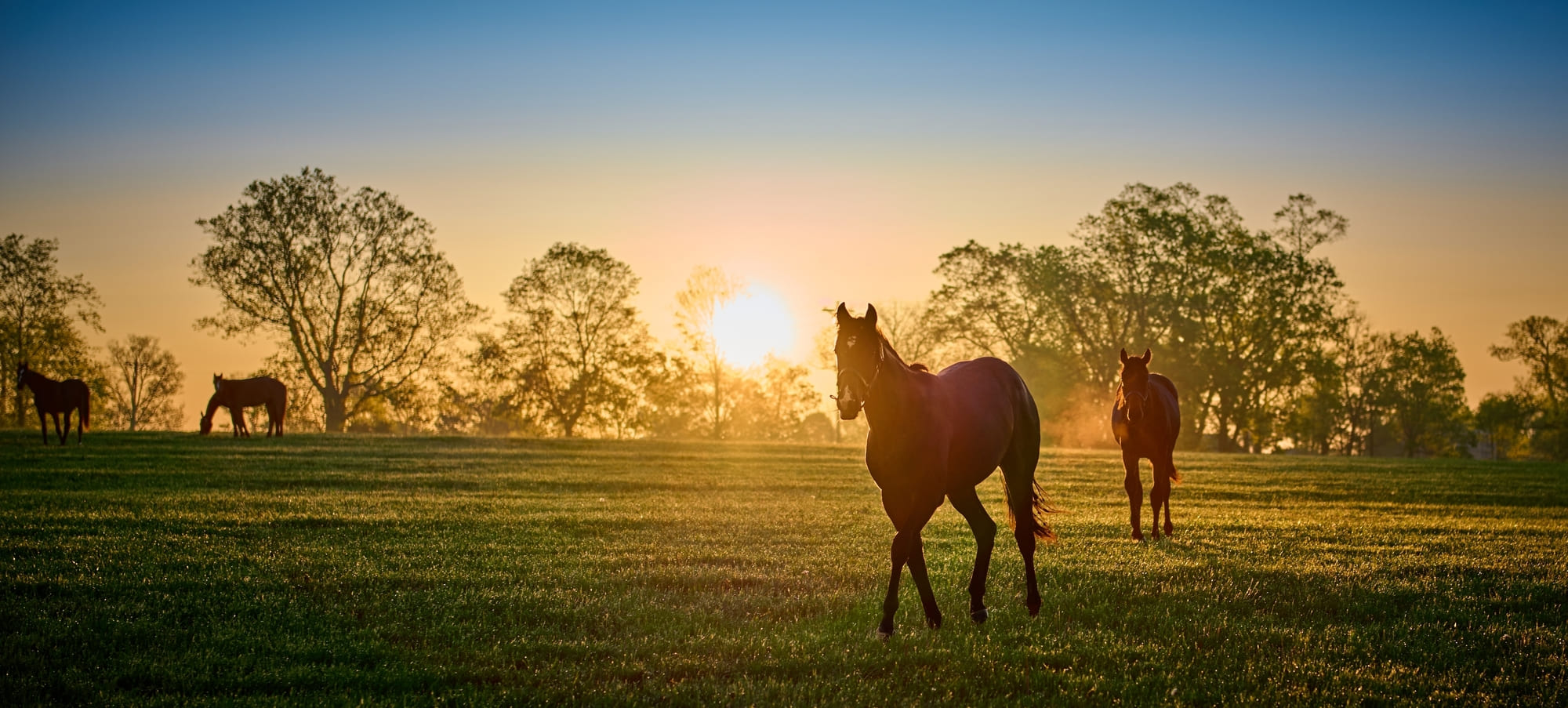 lexington3
