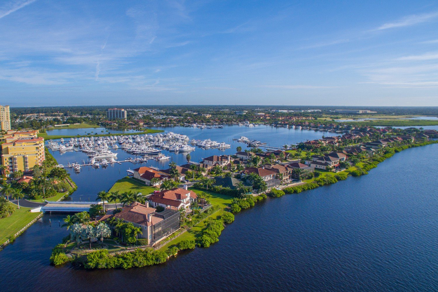 Photo of Palmetto