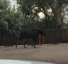 Aug 17 2015 Moose on the Loose