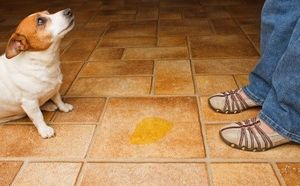 Eliminate Pet Odor To Sell Home