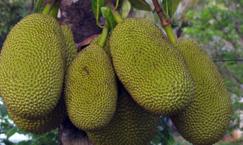 Jackfruit - A Healthy Meat Alternative