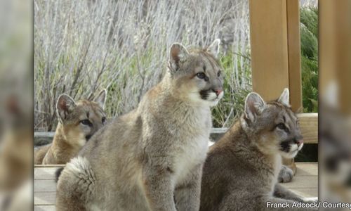 Three Mountain Lion Cubs Spotted In Boulder