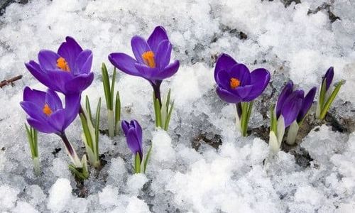 MARCH NEWSLETTER 2020