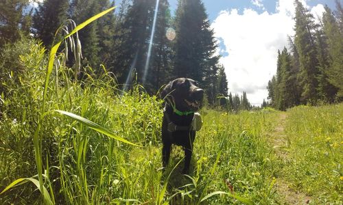 TOP FRONT RANGE OFF-LEASH DOG HIKES IN AND NEAR BOULDER