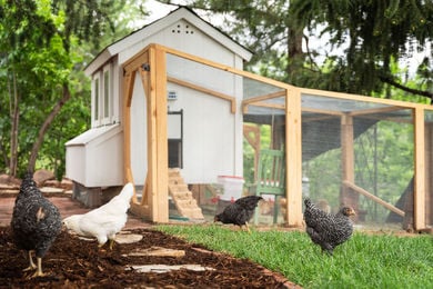 Hillsdale-Exterior-Chicken-Coop6