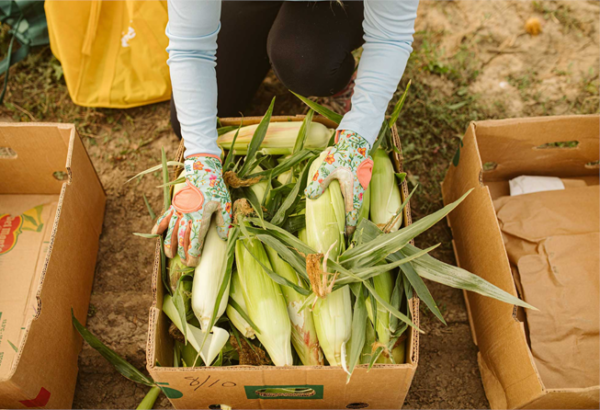 donate-food-600×410