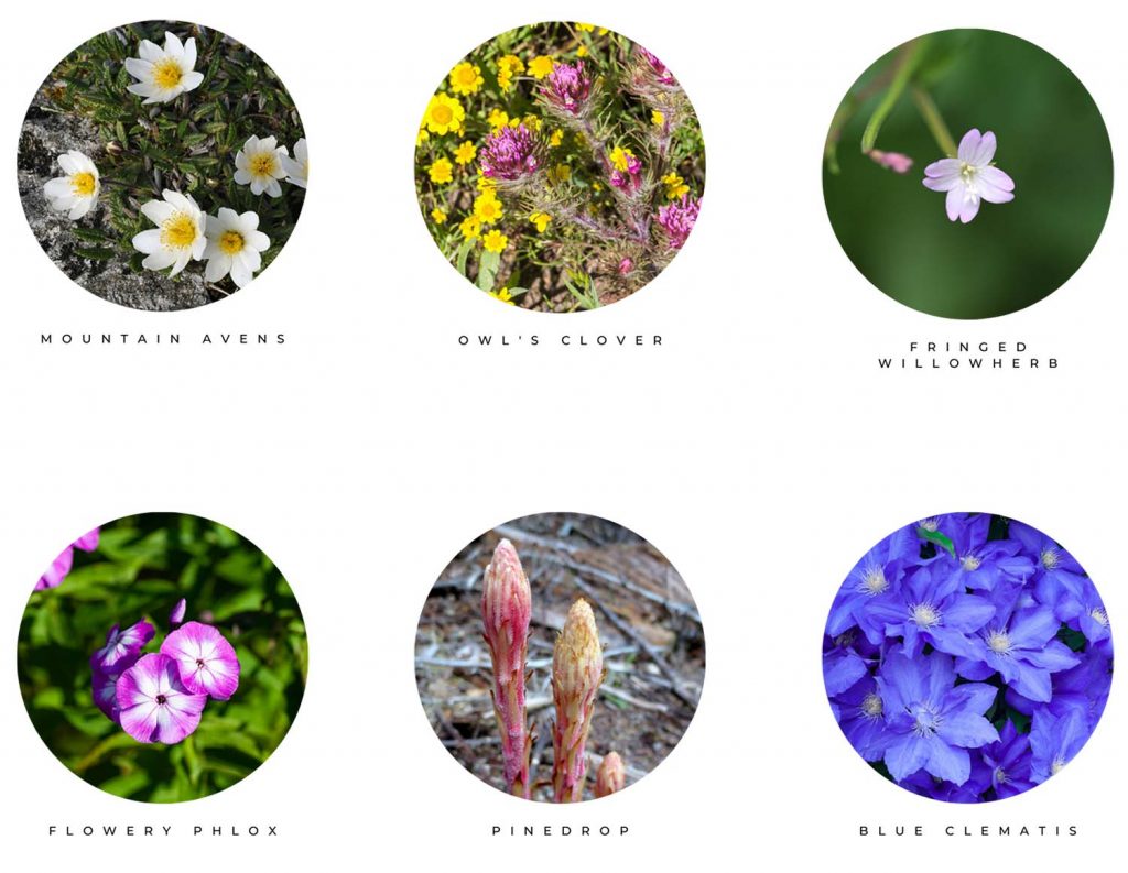 Boulder Realtor Team Highlights Local Wildflower Trails