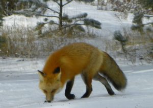 Estes Park Fox
