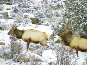 Two more bull elk in Rocky Mountain National Park