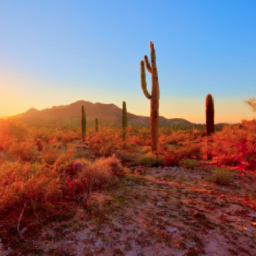 Best Realtors in Phoenix: 7 Urgent Steps to Lock in Your Summer Move Before