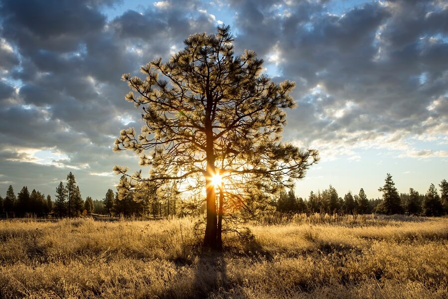 A pine tree backlit during sunrise