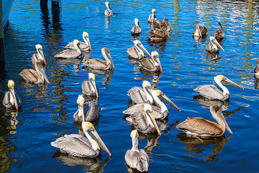 Photo of a many brown pelicans gathered in a harbor in Tarpon Springs, Florida.