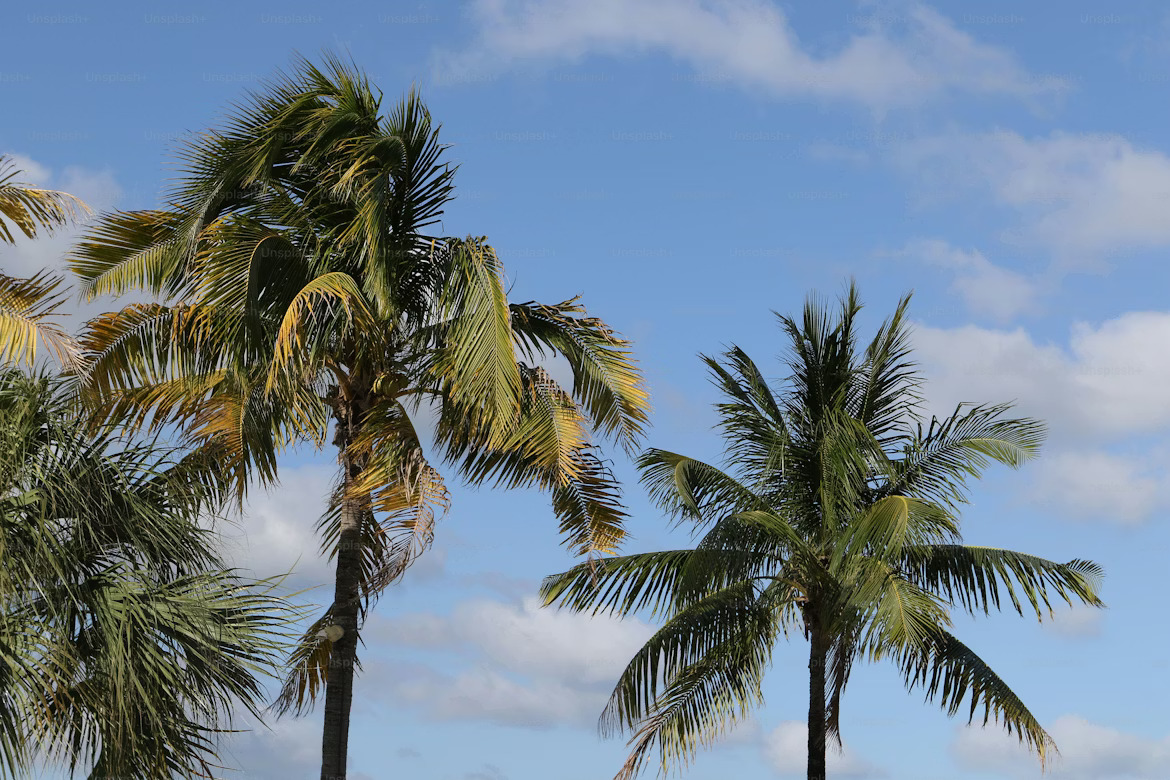 premium_photo-1713316835033-f641d6cf9236
