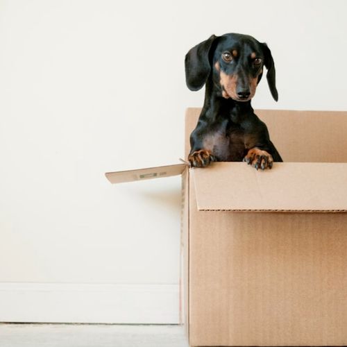 5 Tips for Moving with Pets