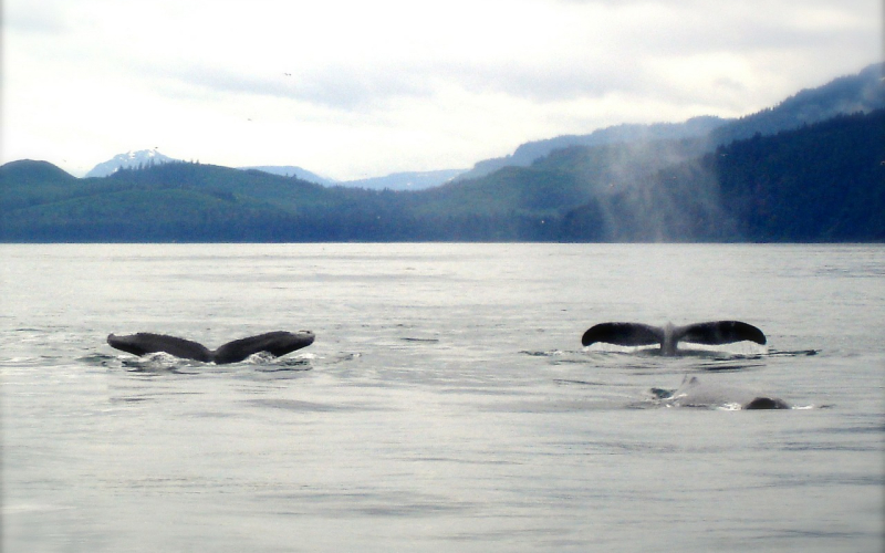 Yakutat Southeast Alaska Real Estate