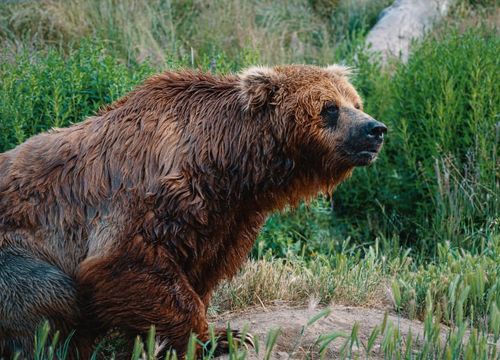 pexels-brett-sayles-2561205 1-min