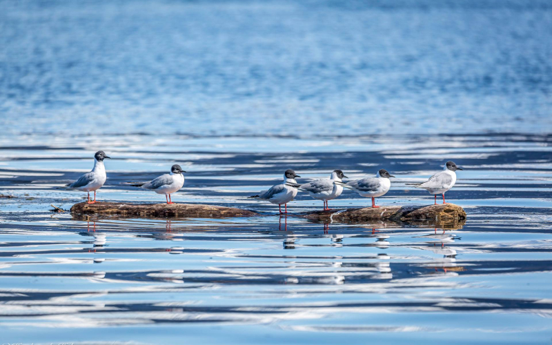 Pelican Southeast Alaska Real Estate