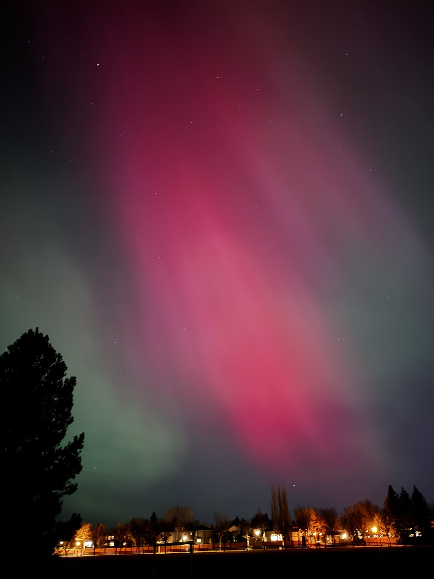Northern lights in pink and green above a spruce silhouette.