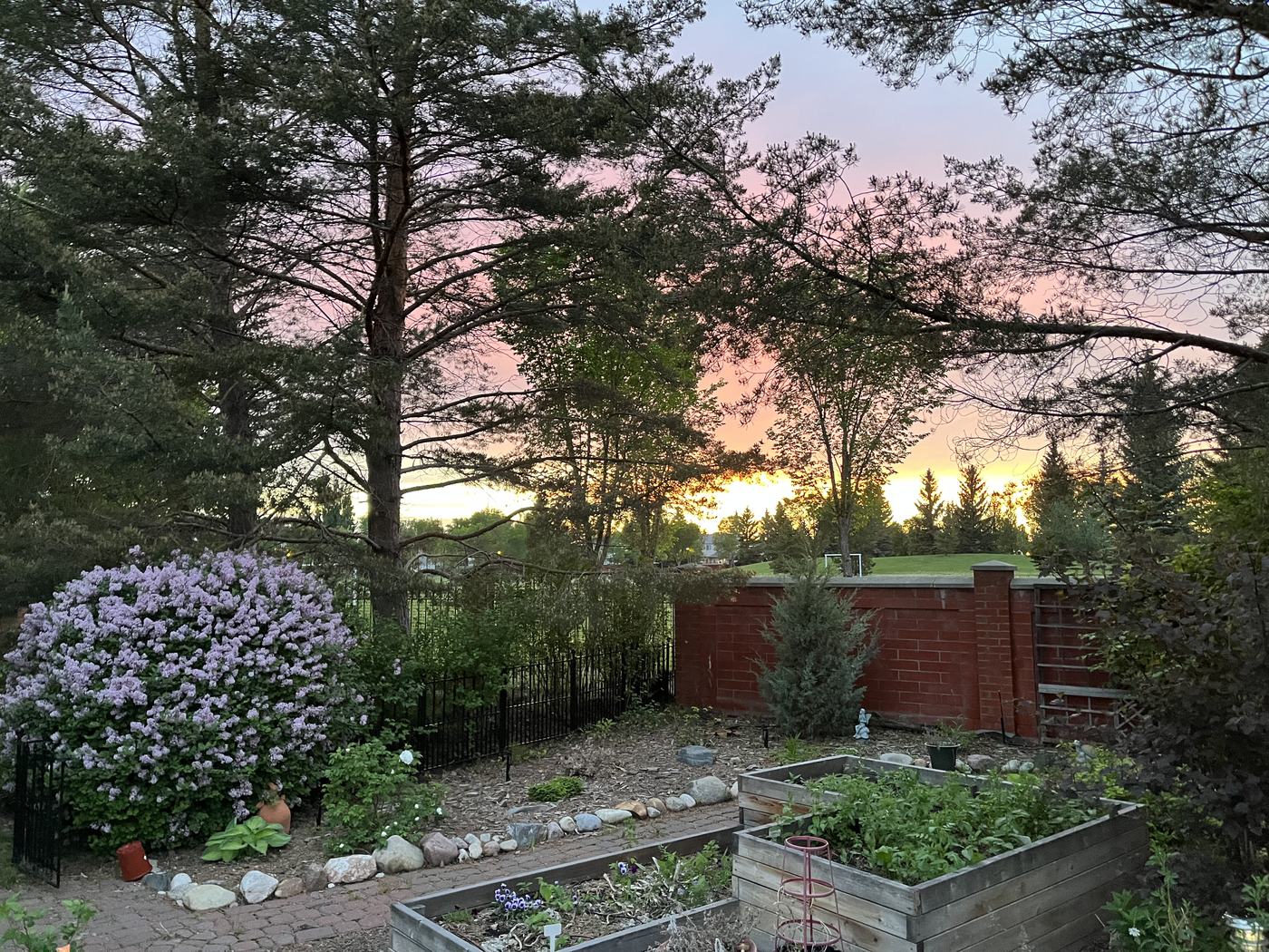 Evening light over the back garden, the sky turning pink above the raised beds and the lilac.