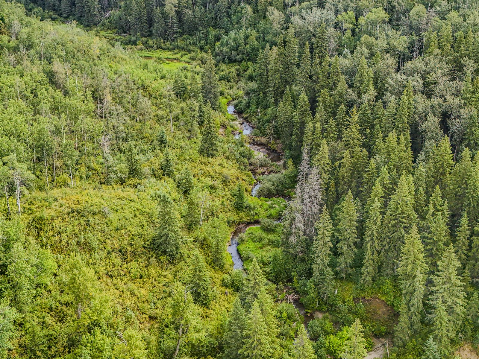 Wedgwood Creek winding through the wooded ravine in high summer.