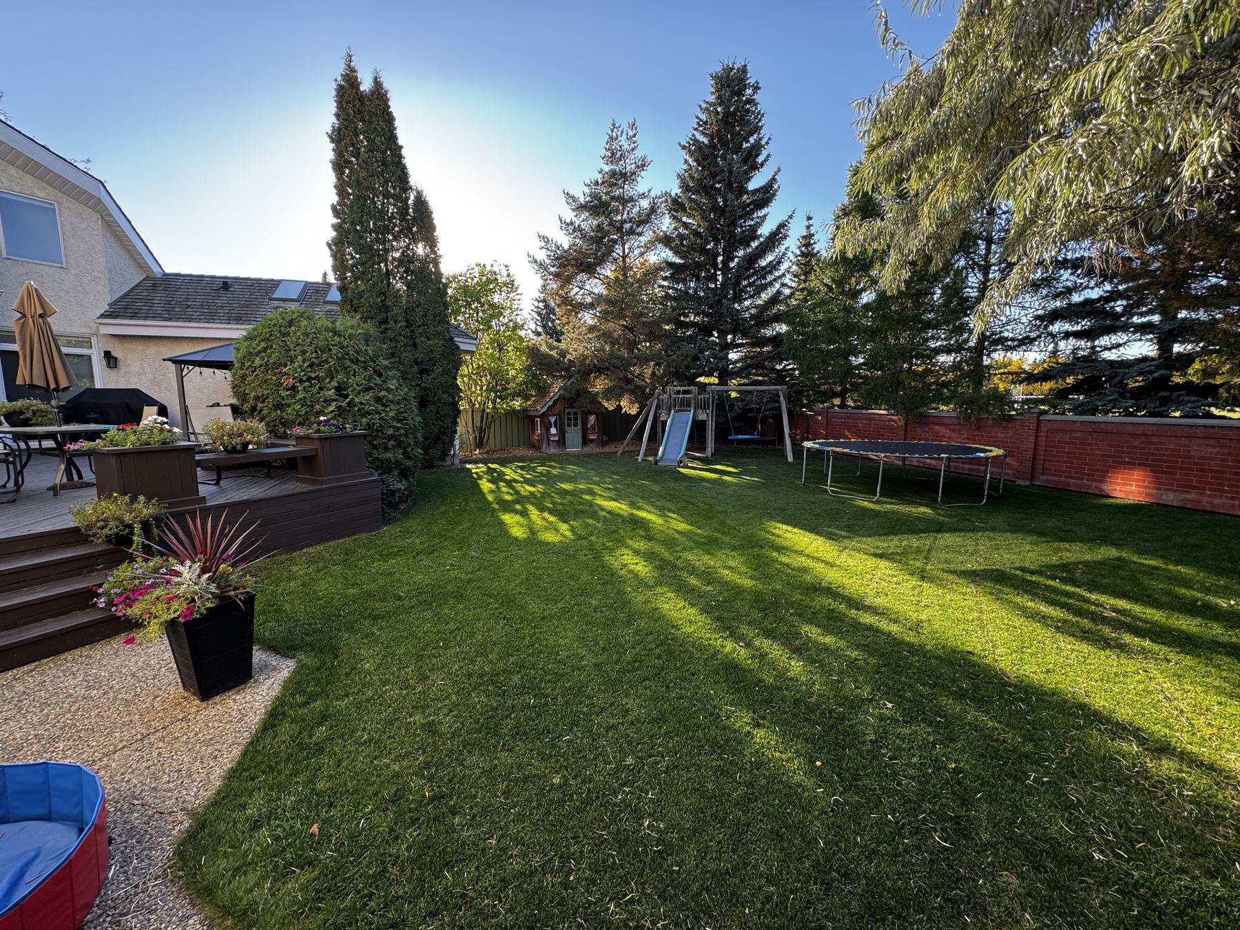 The back lawn at 110 Weaver Drive on a summer evening, low sun casting long shadows across open grass toward mature spruce.