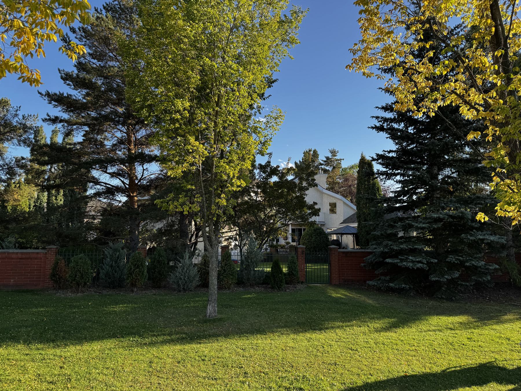 The open back lawn in late summer, framed by mature trees with the neighbouring rooflines beyond.