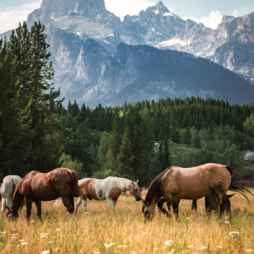 Equestrian Properties in Northern Colorado and Wyoming