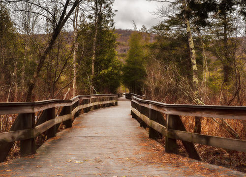 fabius new york - Wooden elevated walkway snaking through the forest at at Labrador Hollow Unique Area in upstate New York (large)