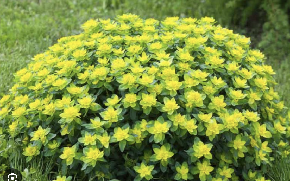 Screenshot 2024-06-01 at 11.13.18 AM