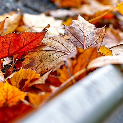 Fall Maintenance for Your East Bay Home