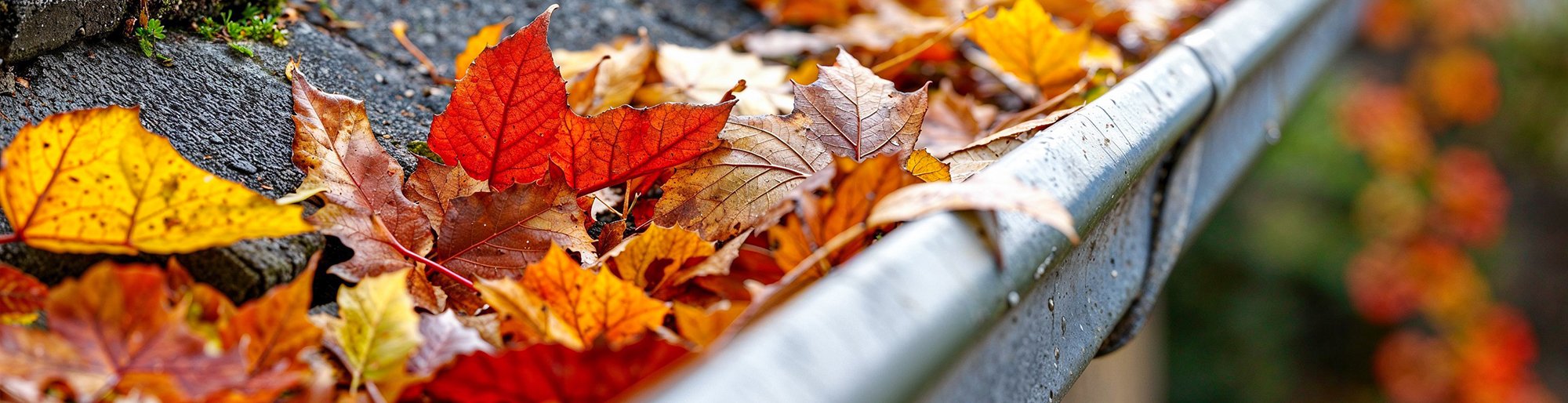 fall leaves image from blog