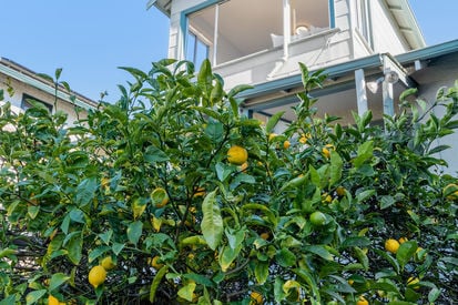 1020 Ventura Ave (25)